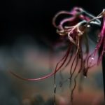 資源国通貨の特徴と値動き