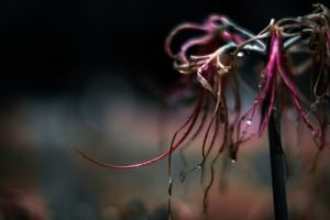 資源国通貨の特徴と値動き